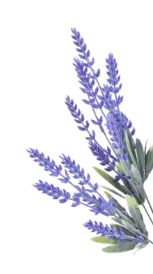 Blue chamomile style botanical